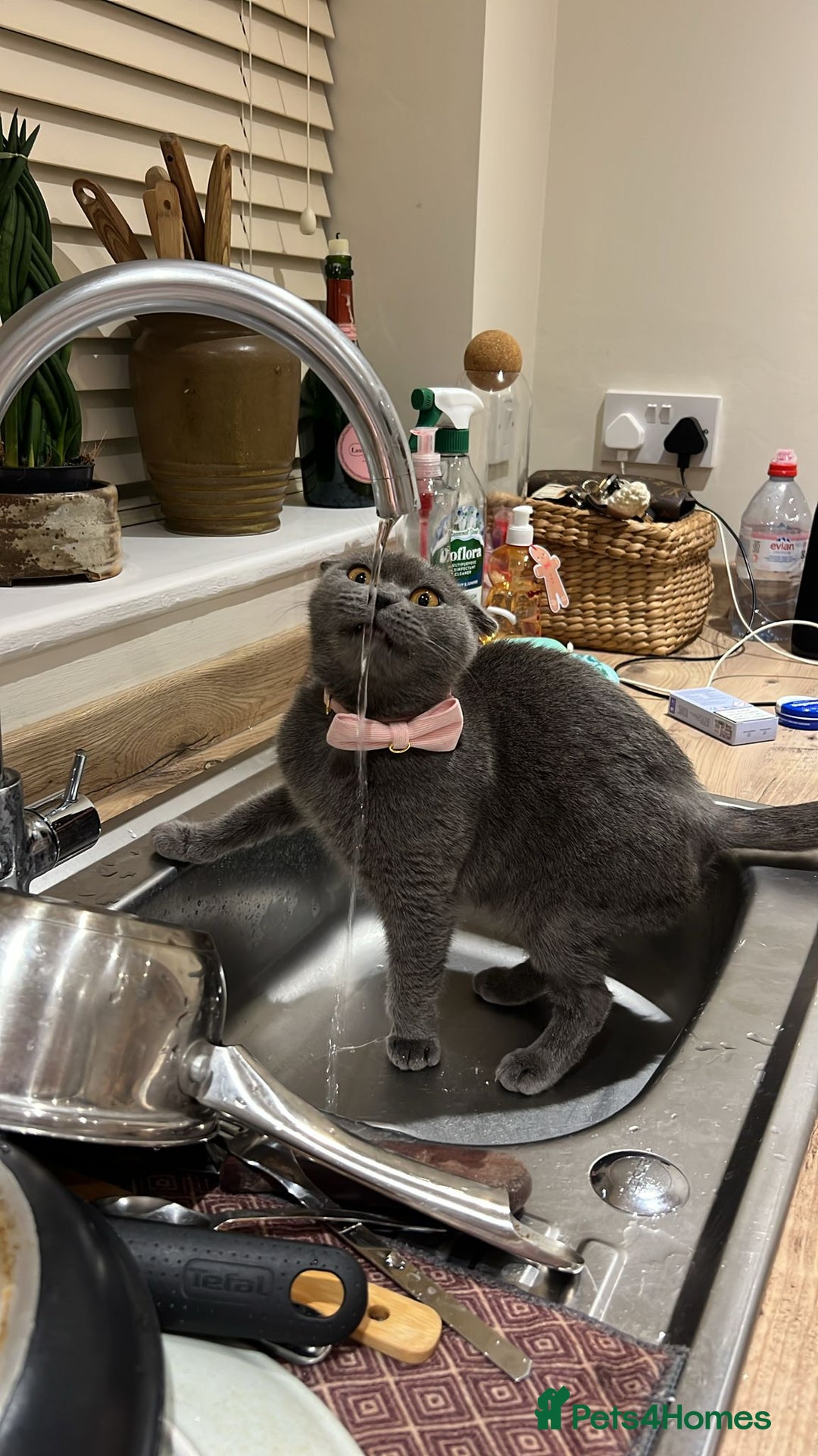 Scottish Fold cats for sale: Scottish fold cross  - Advert 1