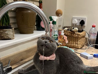 Scottish Fold cats Scottish fold cross - Advert 1