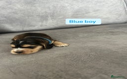 Cocker Spaniel dogs for sale: ✨show type cocker spaniel ✨ - Image 4