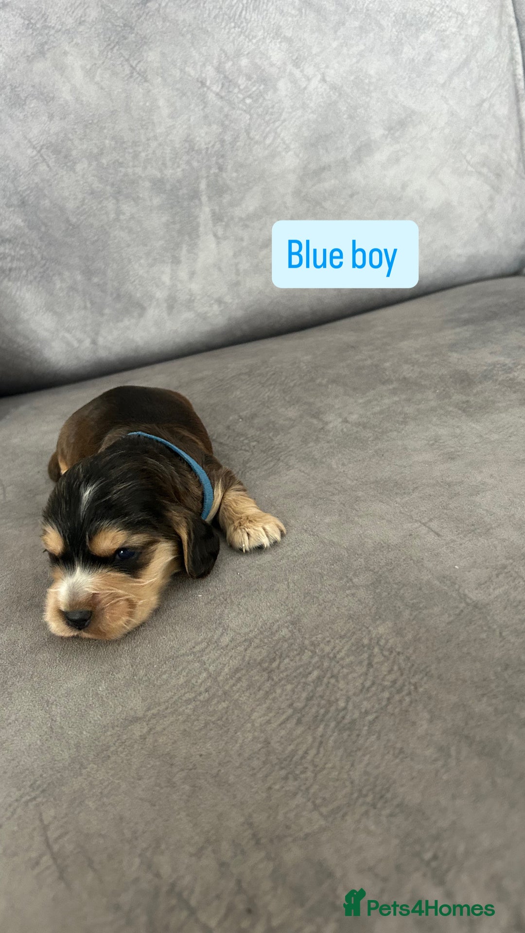 Cocker Spaniel dogs for sale: ✨show type cocker spaniel ✨ - Image 4