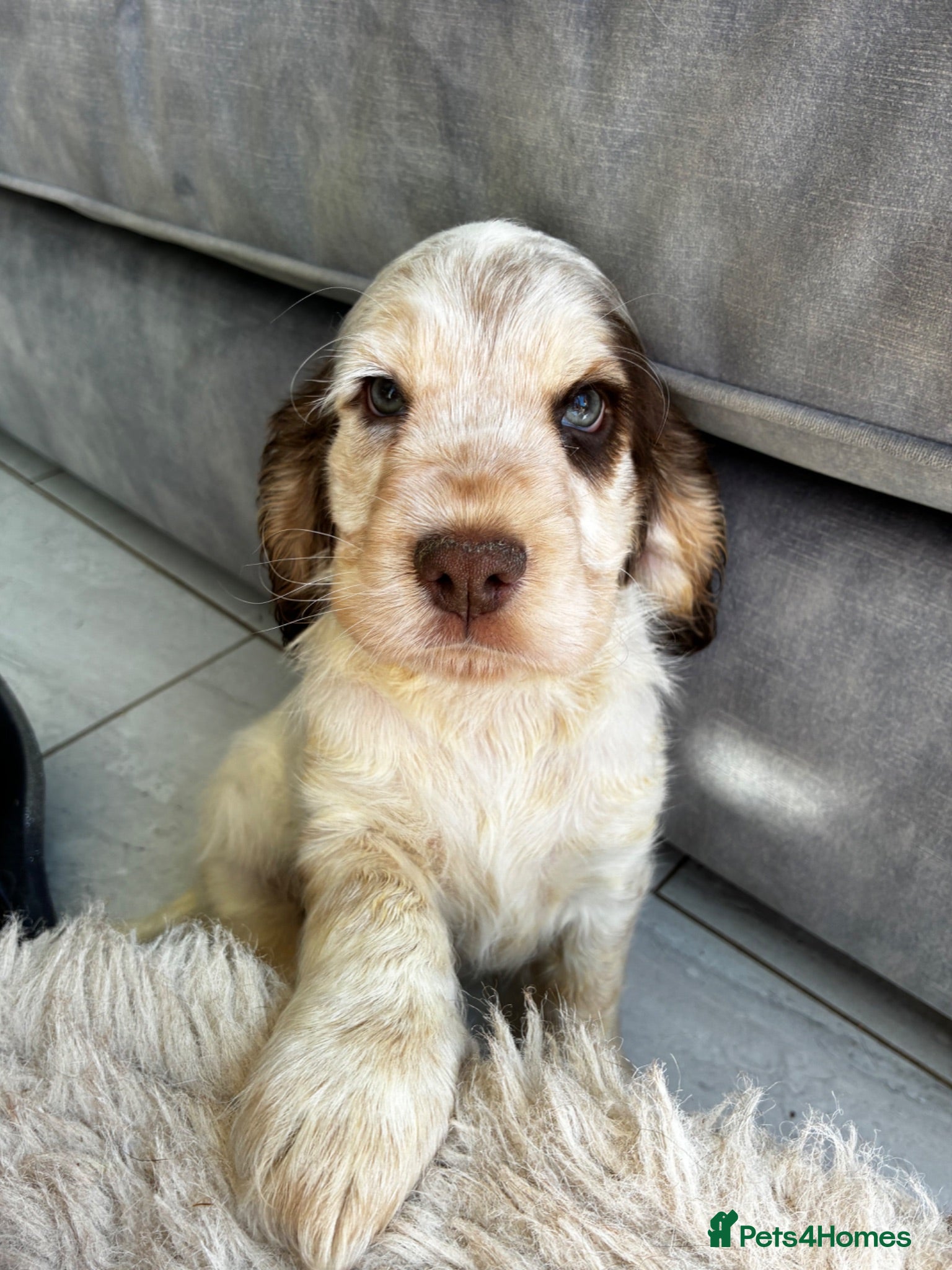 Cocker Spaniel dogs KC show spaniel last one !!!!! - Advert 2