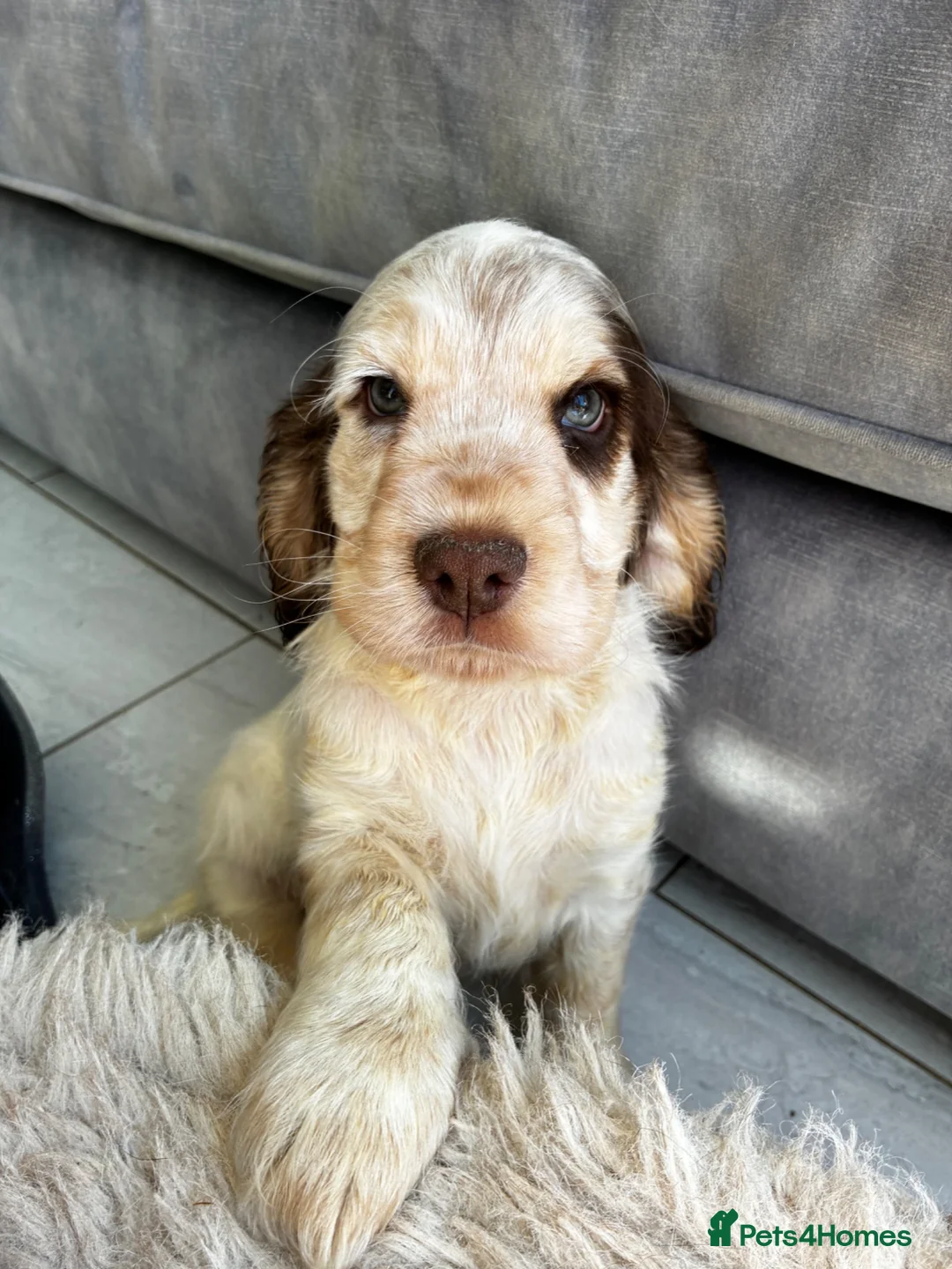 Cocker Spaniel dogs for sale: KC show spaniel last one !!!!! - Advert 2