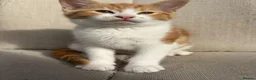 Mixed Breed cats for sale: Gorgeous ginger kittens - Advert 8