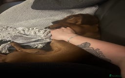 Dachshund dogs for sale: Bryan  - Image 3