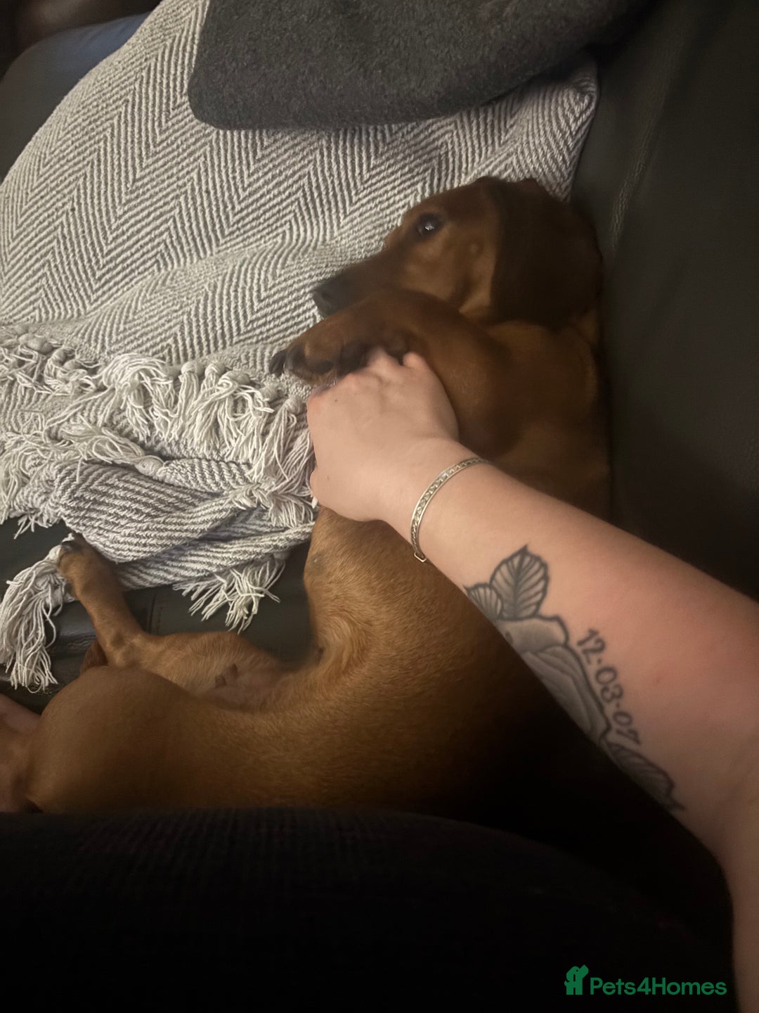 Dachshund dogs for sale: Bryan  - Image 3