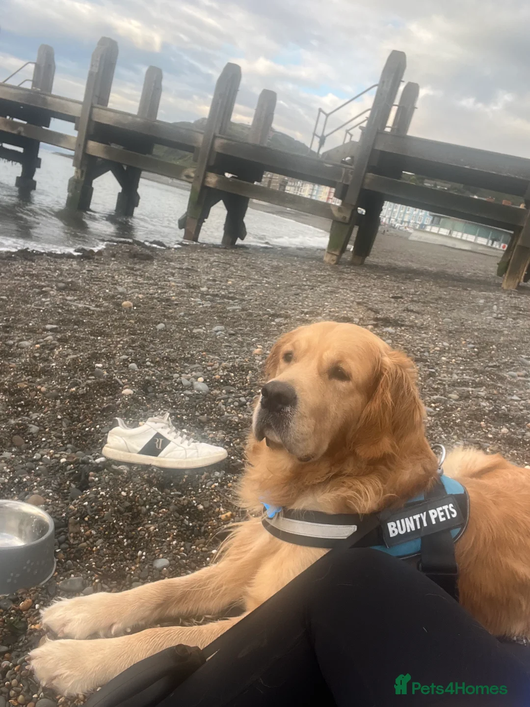 Golden Retriever dogs for stud: KC Registered Golden Retriever Stud - Advert 10