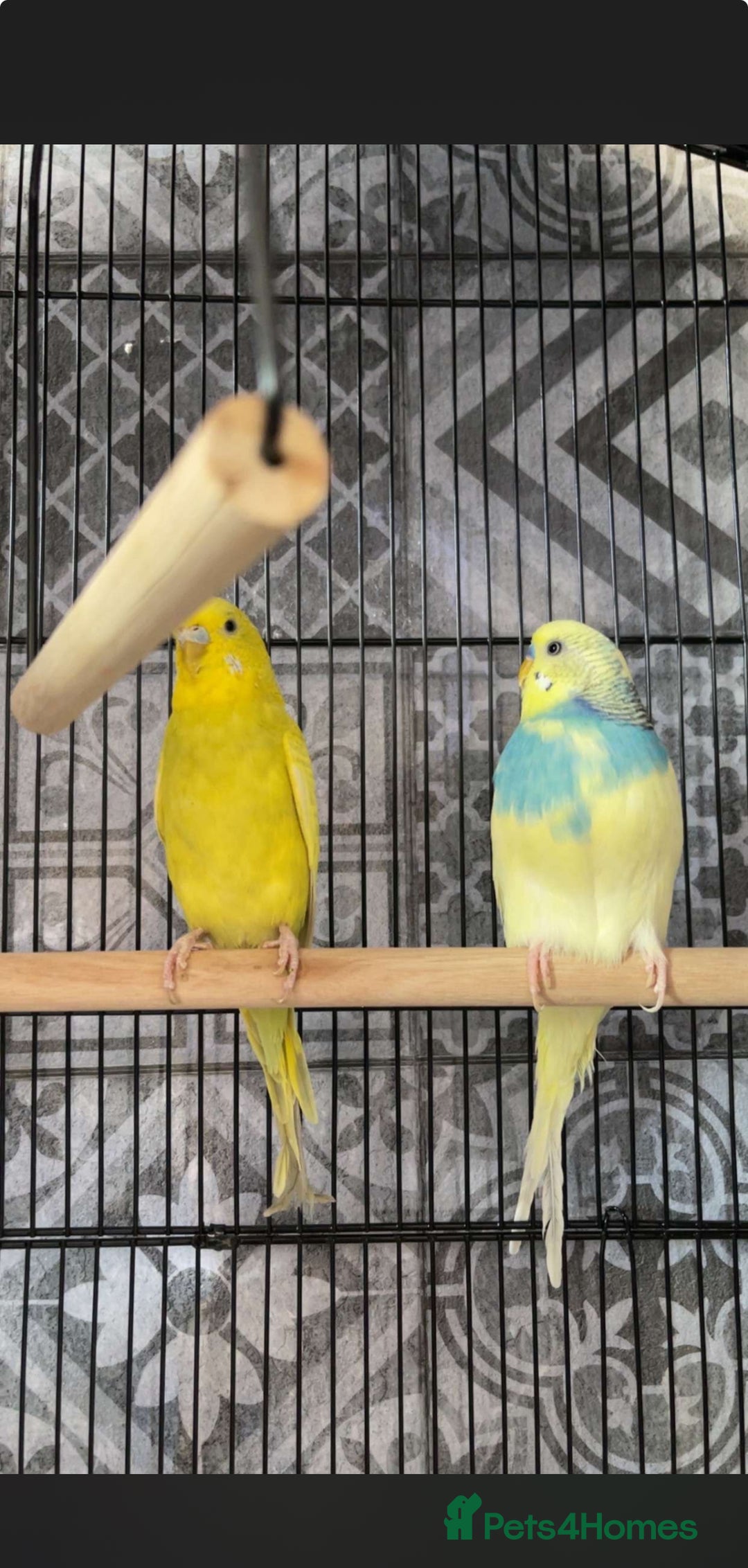 Budgerigars birds for sale: 2 Budgies - urgent sale - Image 1