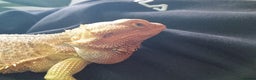 Bearded Dragon reptiles for sale: Bearded dragon and setup looking to be rehomed - Advert 7