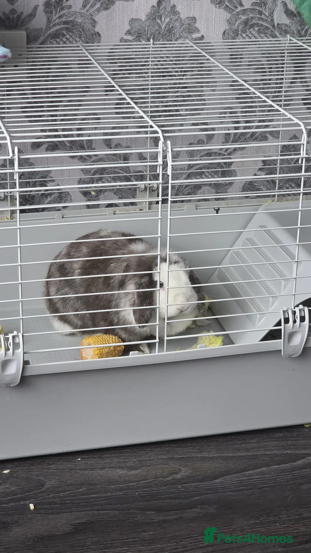 Mixed Breed rabbits for sale: Rabbit for free in King's Lynn - Advert 2