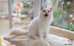 Ragdoll cats for sale: Rare colour GCCF kittens from Champion lines - Image 3
