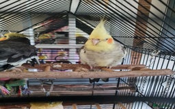 Cockatiels birds for sale: Hand tame cockatiels with cage - Image 4