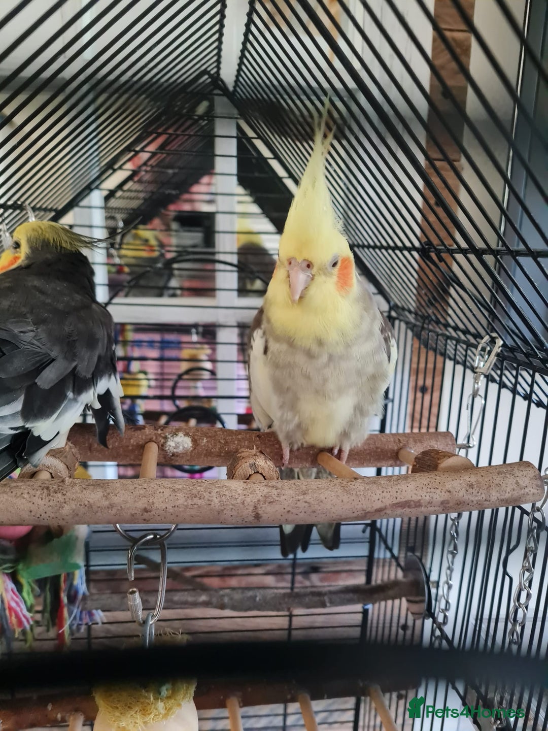 Cockatiels birds for sale: Hand tame cockatiels with cage - Image 4