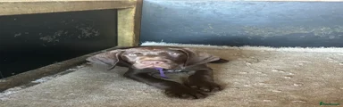 Purple collar