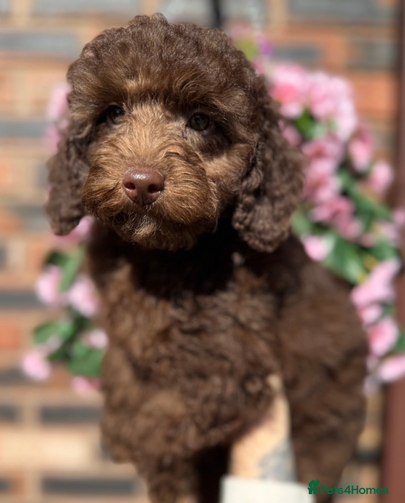 Miniature Poodle dogs 🩷💜Stunning Chocolate Mini Poodle Girls💛💜 - Advert 13