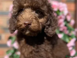 Miniature Poodle dogs 🩷💜Stunning Chocolate Mini Poodle Girls💛💜 - Advert 13