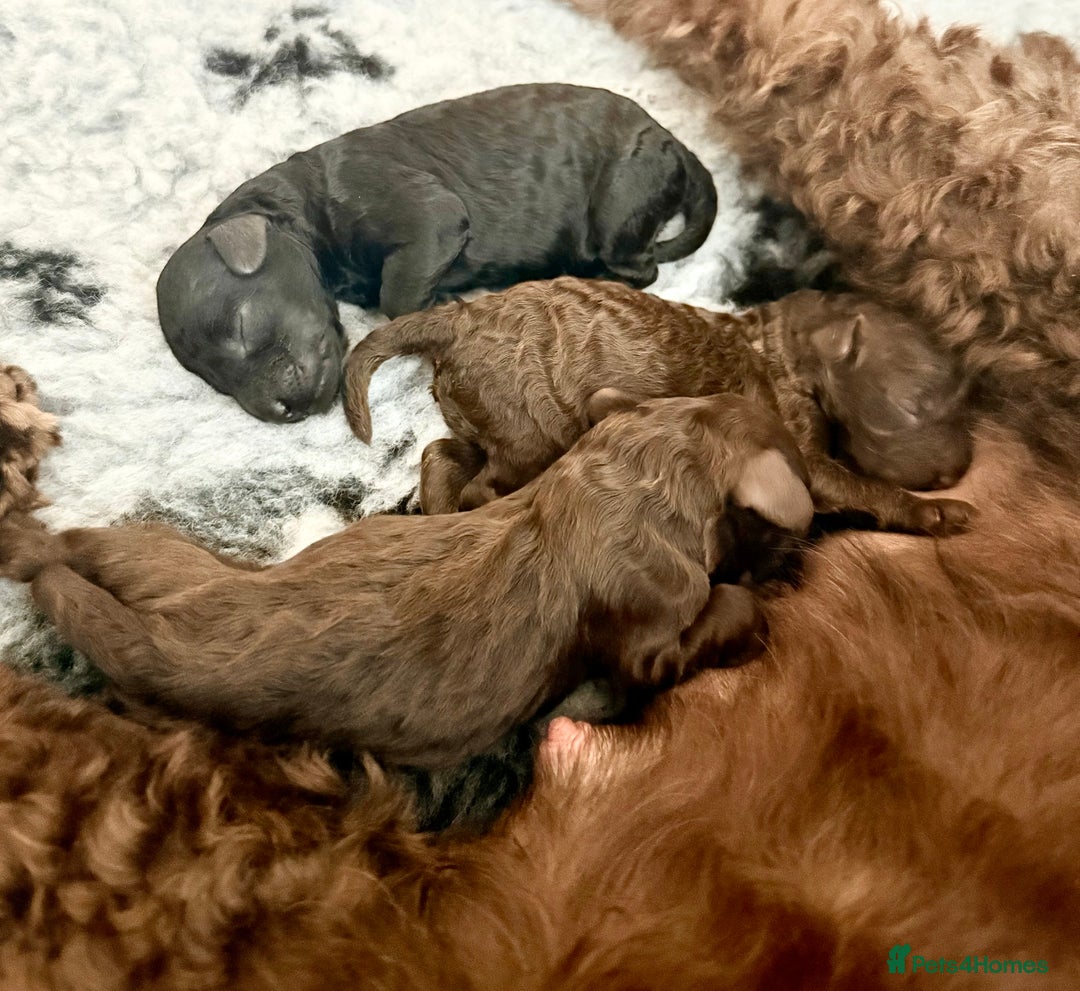 Cockapoo dogs for sale: 🐾 F1B Cockapoo Puppies – DNA Health Tested 🐾 - Image 8