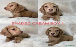 Miniature Dachshund dogs for sale:  KC REGISTERED MINIATURE LONGHAIRED DACHSHUND  - Image 4