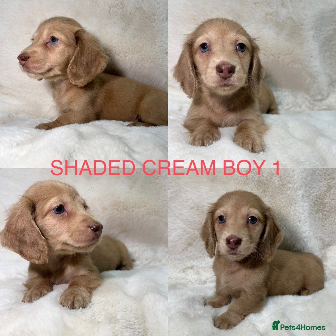 Miniature Dachshund dogs for sale:  KC REGISTERED MINIATURE LONGHAIRED DACHSHUND  - Image 4