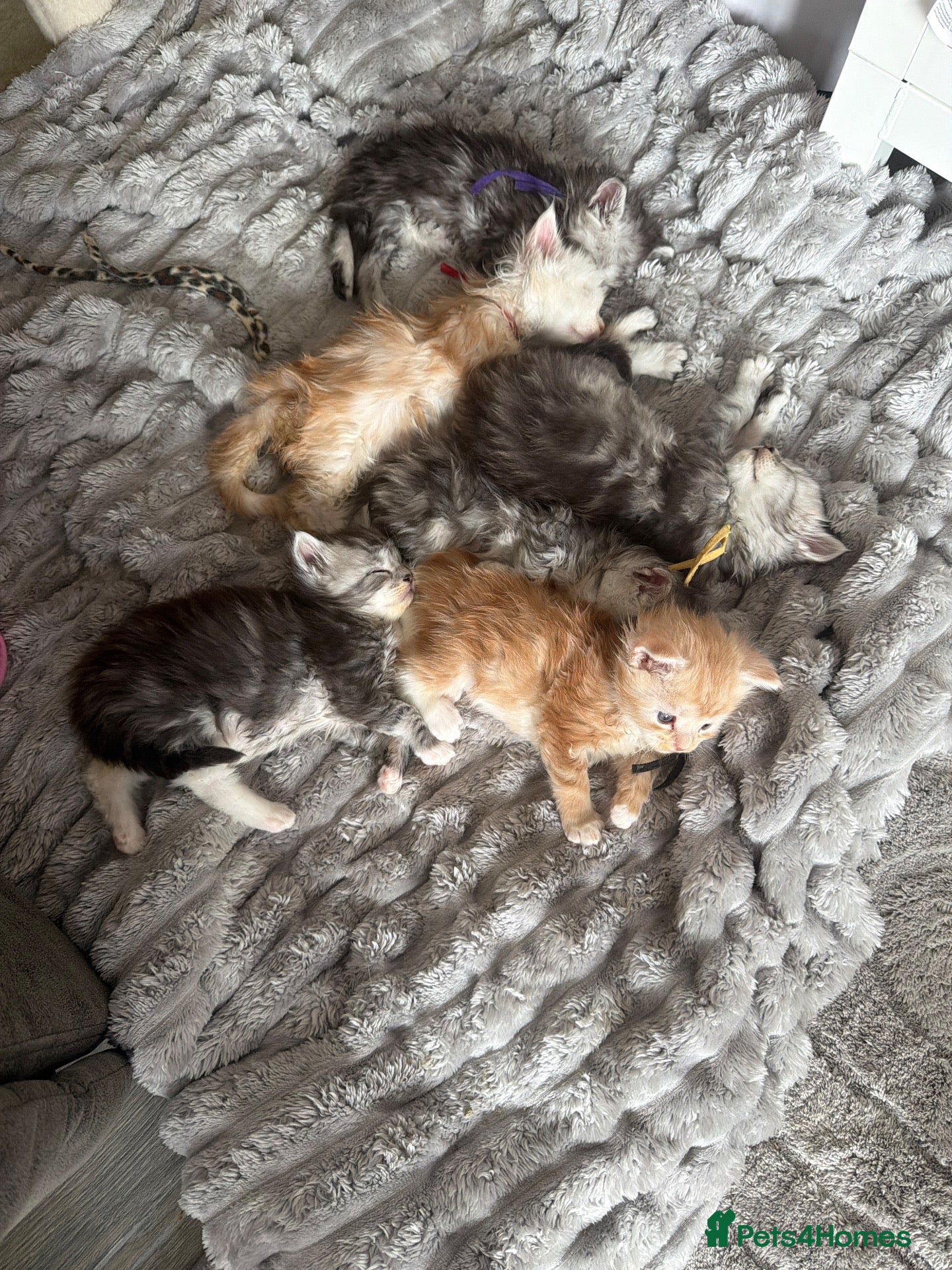 Maine Coon cats for sale: Full mainecoon kittens READY NOV/DEC 4 left! - Advert 14