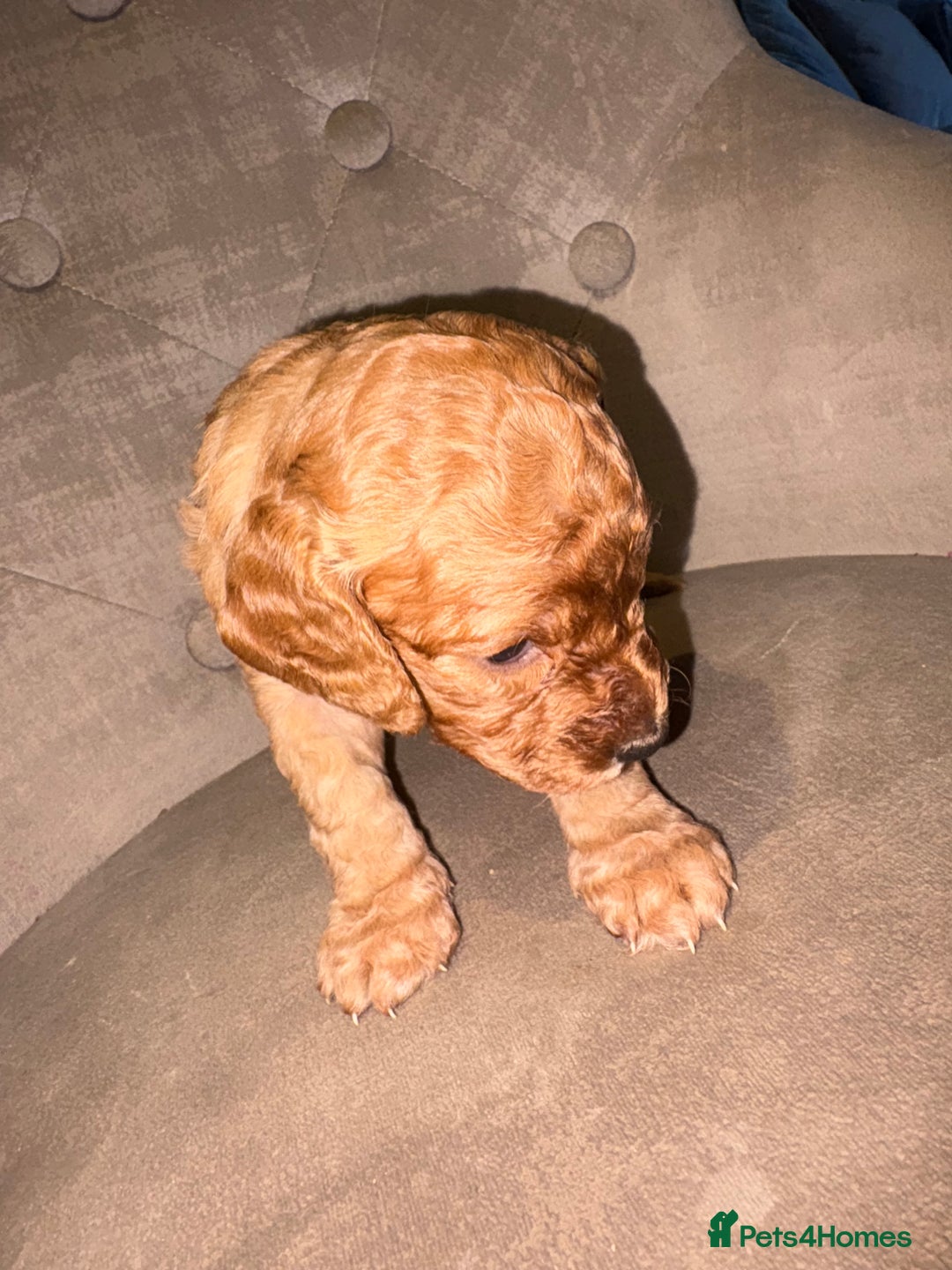 Cockapoo dogs for sale: Beautiful litter of 10 Cockapoo pups  - Advert 13