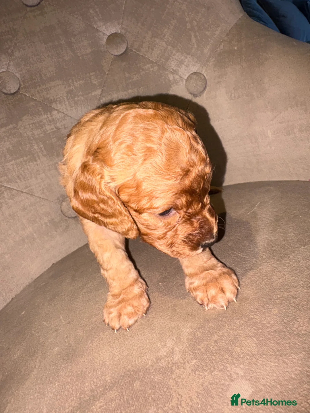 Cockapoo dogs for sale: Beautiful litter of 10 Cockapoo pups  - Advert 13
