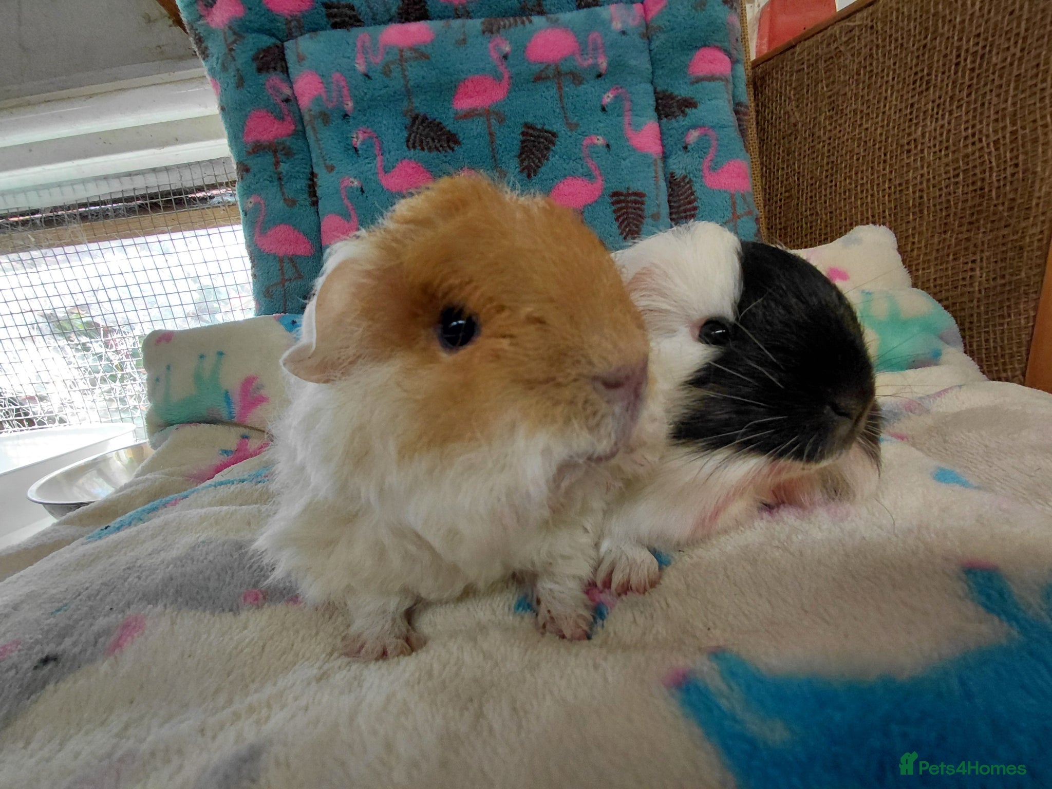 Guinea Pig rodents Baby Longhaired Boars Texel/Merino/Teddies RTR  - Advert 14