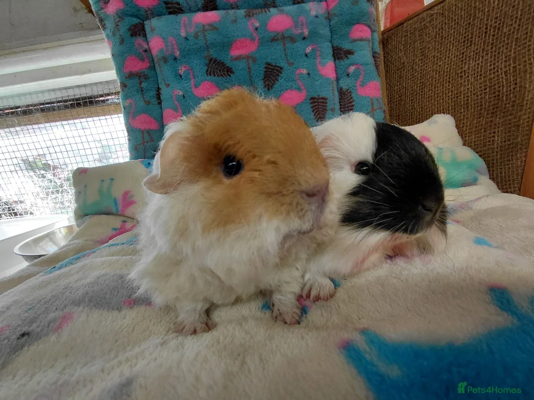 Guinea Pig rodents for sale: Baby Longhaired Boars Texel/Merino/Teddies RTR  - Advert 1