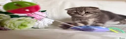 Scottish Fold cats for sale: Adorable Scottish Fold Kittens - Advert 7