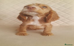 Cocker Spaniel dogs for sale: Beautiful cocker spaniel puppy’s  - Advert 8