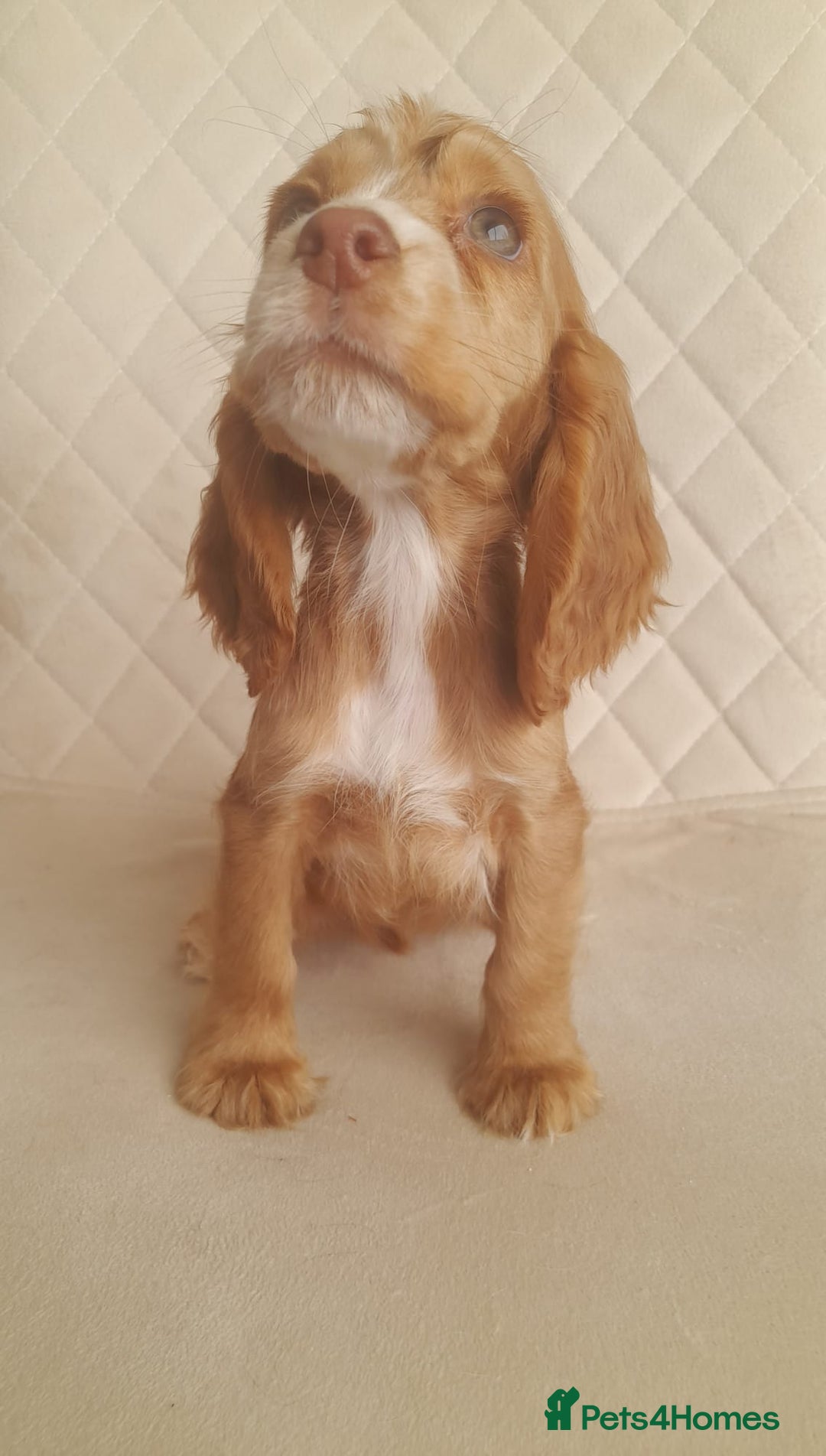 Cocker Spaniel dogs for sale: Beautiful cocker spaniel puppy’s  - Advert 8