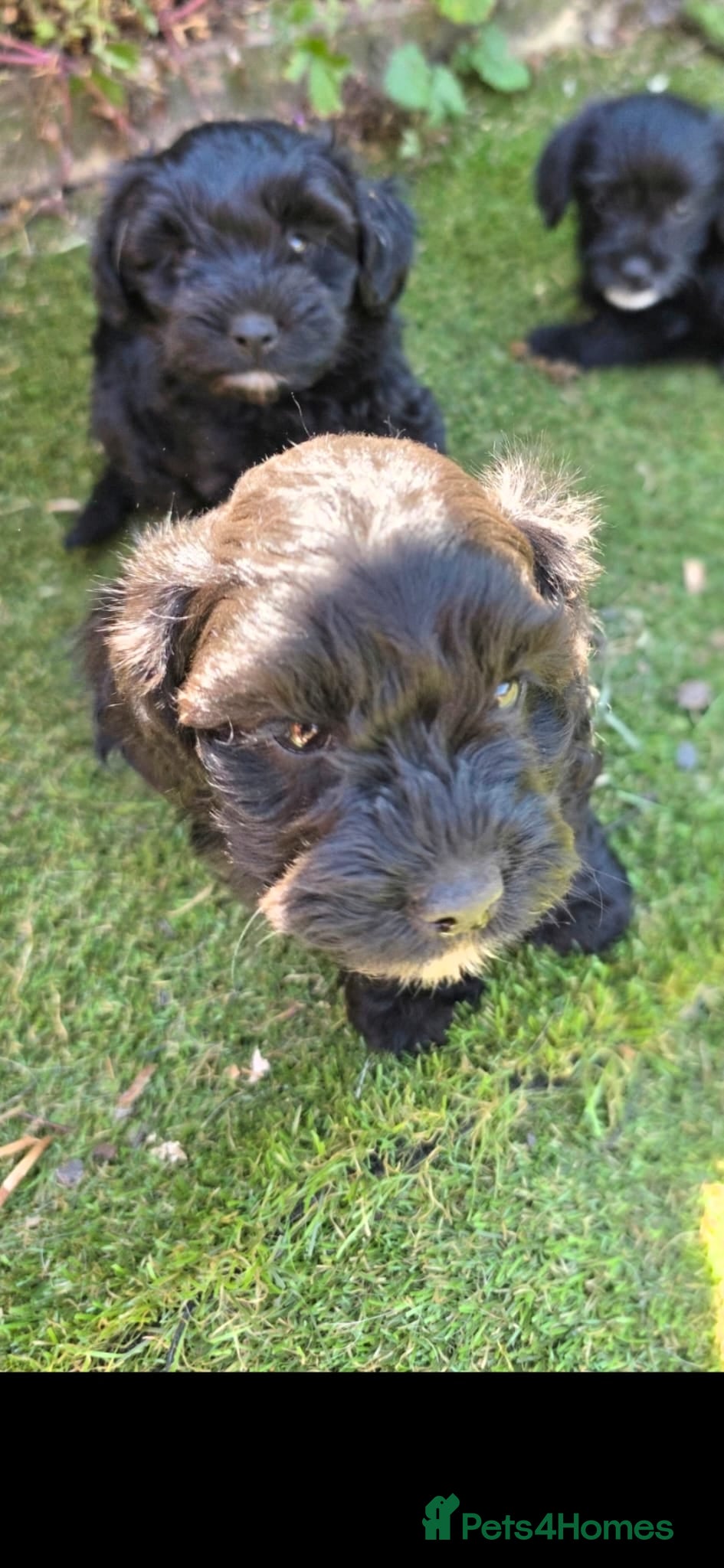 Mixed Breed dogs Poodle X shih zu/ jack Russell. - Advert 2