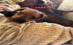 Patterdale Terrier dogs for sale: Patterdale X Border Terrier Pups - Image 5