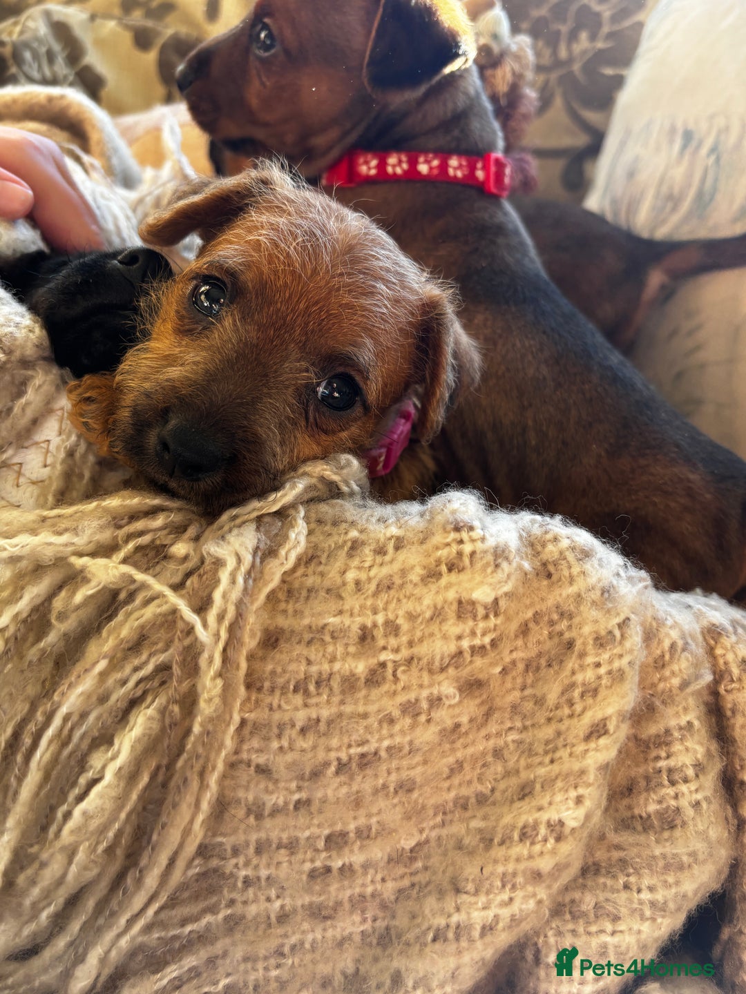 Patterdale Terrier dogs for sale: Patterdale X Border Terrier Pups - Image 5
