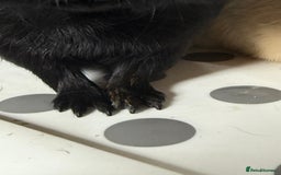 Guinea Pig rodents for sale: 2 Male (Boar) Guinea Pigs  - Image 4