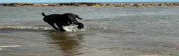 Labrador Retriever dogs for sale: Labrador retriever puppy 8 months old in Newton Aycliffe - Advert 4