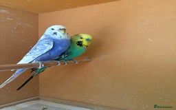 Budgerigars birds for sale: Gorgeous Budgies - Image 4