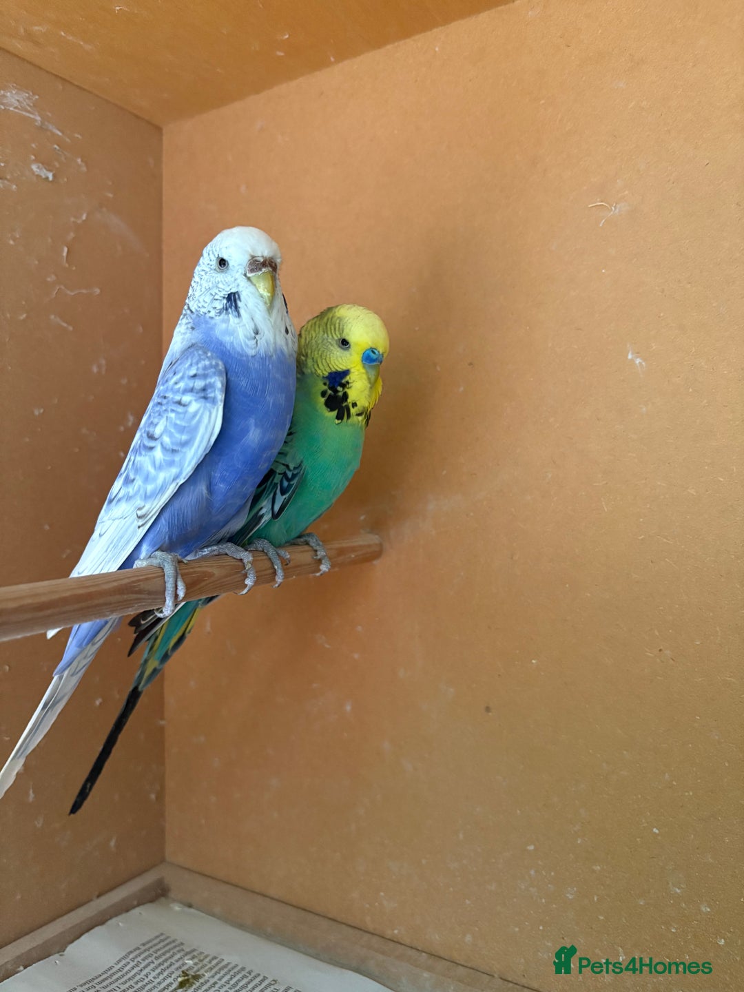 Budgerigars birds for sale: Gorgeous Budgies - Image 4