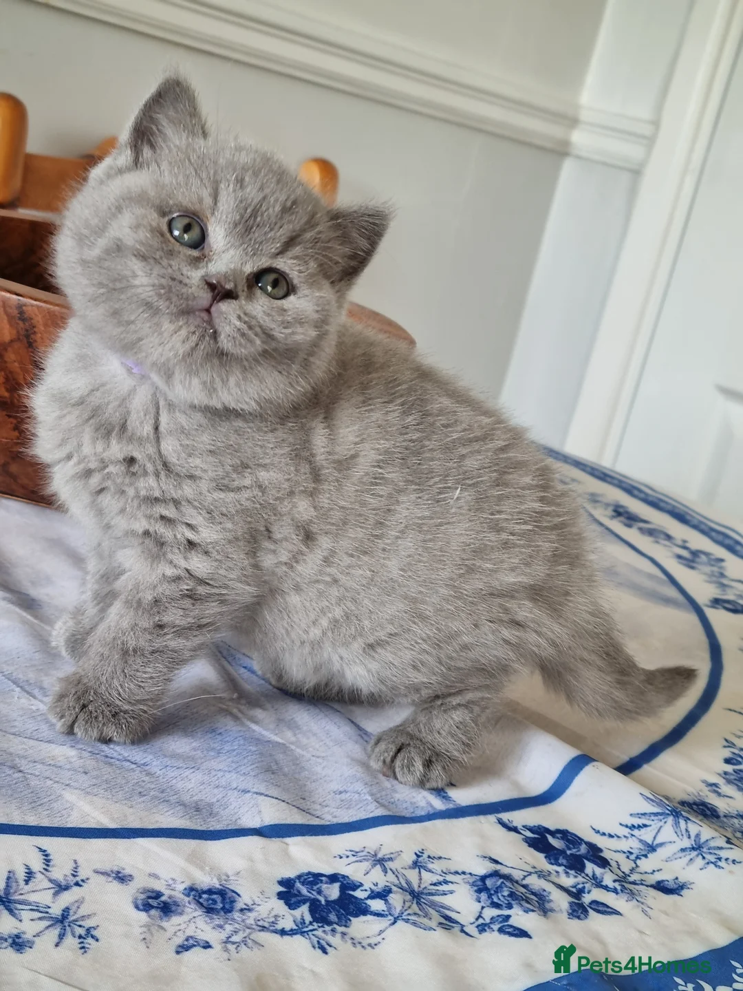 British Shorthair cats for sale: British Shorthair boys and girls  - Advert 24