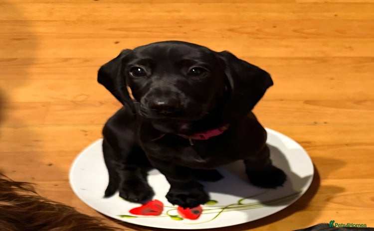 Mixed Breed dogs - Advert 1