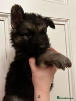 German Shepherd dogs German Shepherd puppies - Advert 2