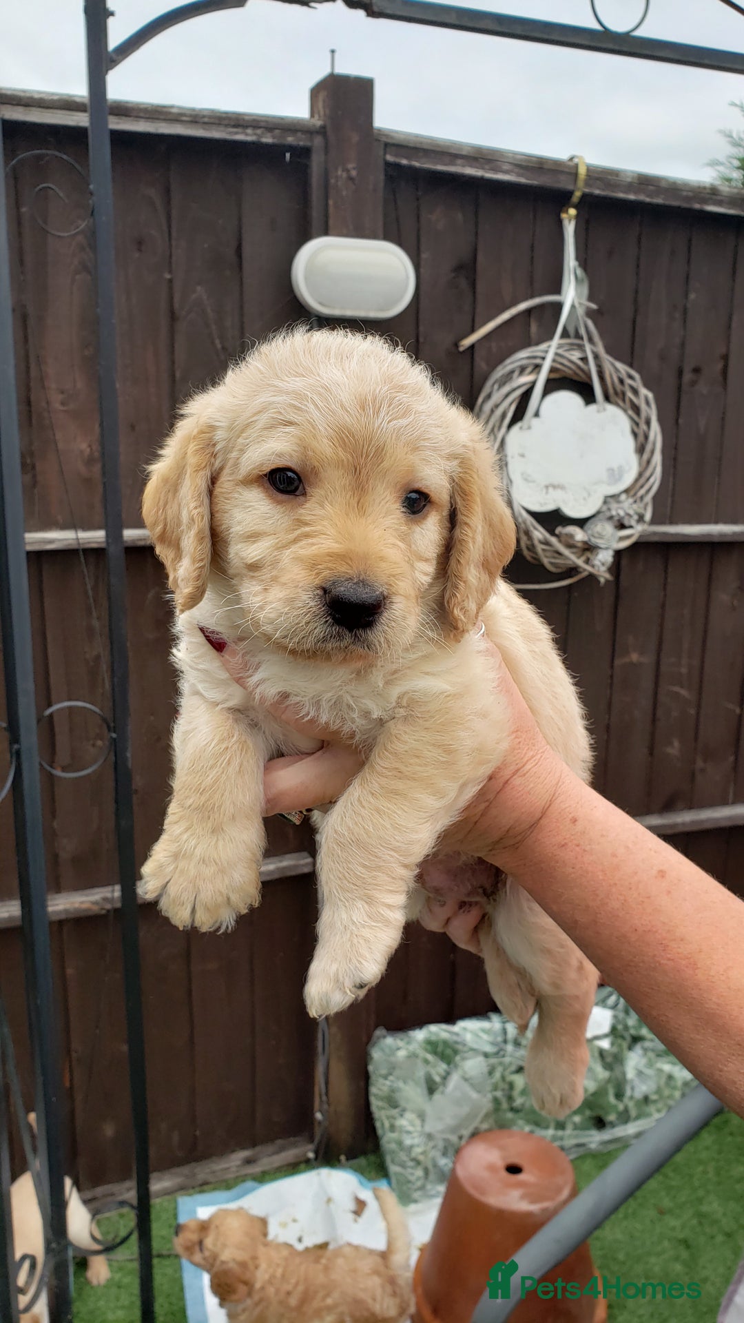 Labradoodle dogs for sale: Labradoodle puppies - Image 13