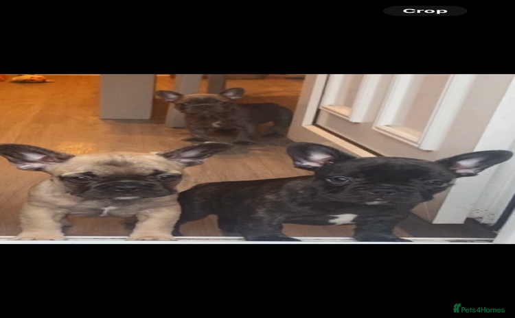 French Bulldog dogs - Advert 7