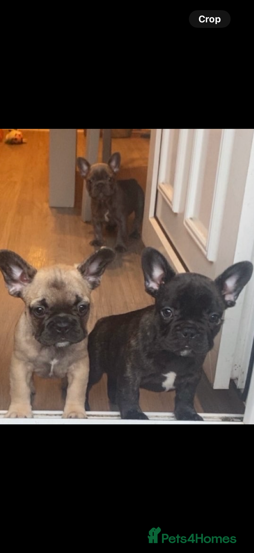 French Bulldog dogs for sale: 3 beautiful french bulldogs  - Image 1