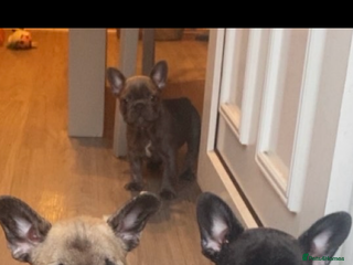 French Bulldog dogs 3 beautiful french bulldogs - Advert 3