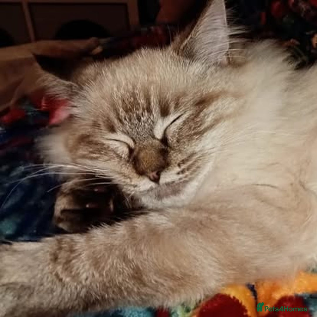 Maine Coon cats for sale: Maine Coon and Ragdoll Cross kittens - Image 4