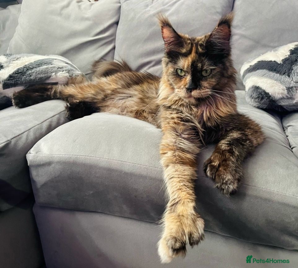 Maine Coon cats Imported polydactyl Russian Mainecoon Queen - Advert 7