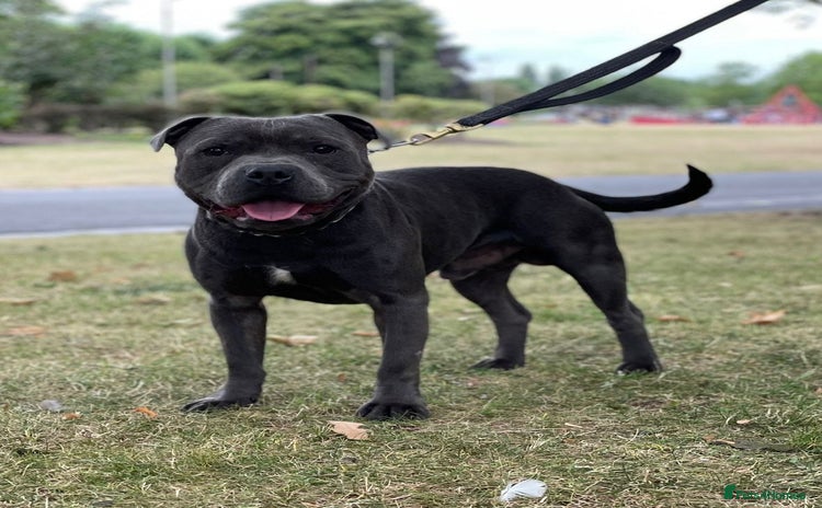 Staffordshire Bull Terrier dogs - Advert 13