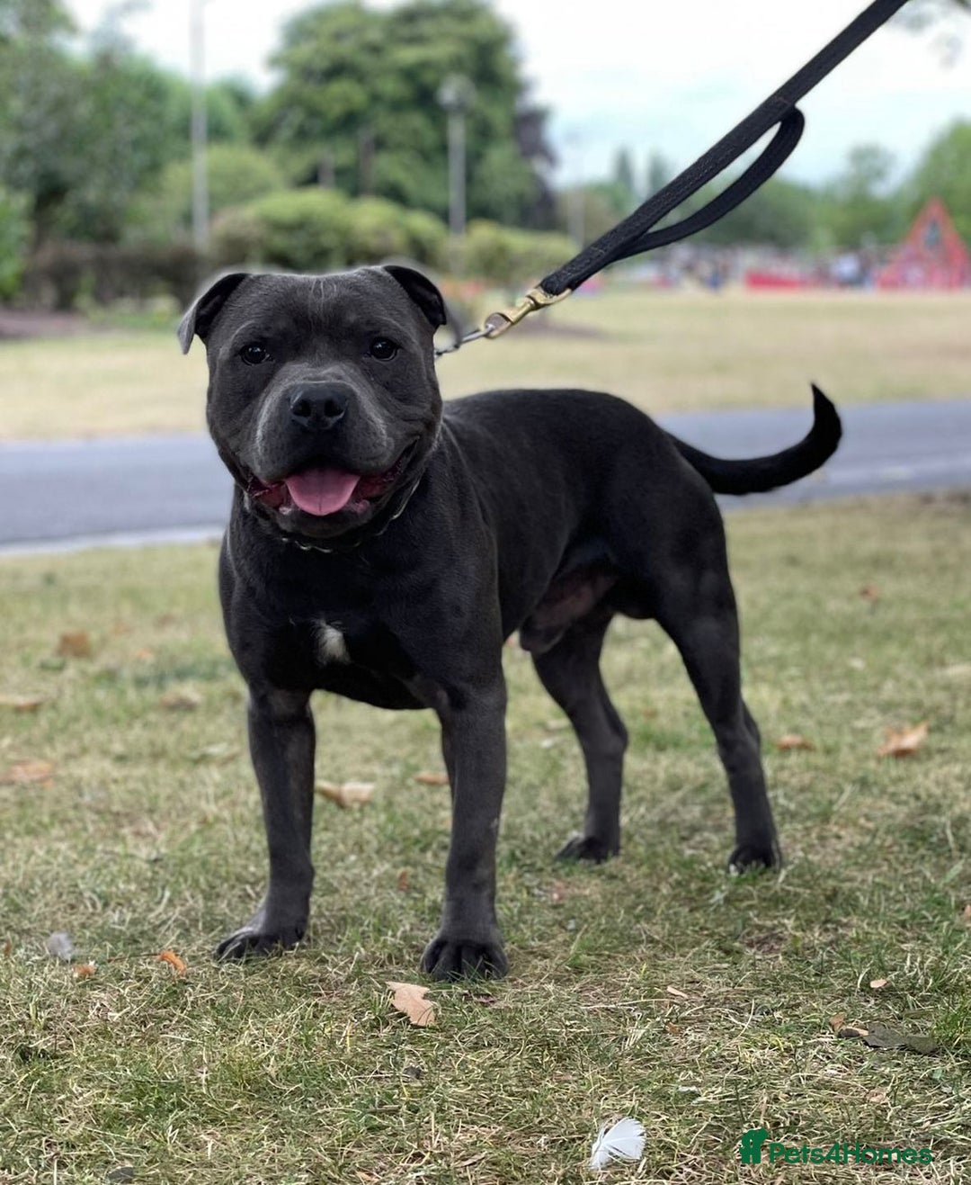 Staffordshire Bull Terrier dogs for sale: Stunning Staffordshire Bullterrier Puppies  - Image 1