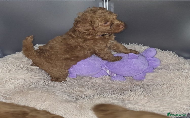 Cockapoo dogs - Advert 10
