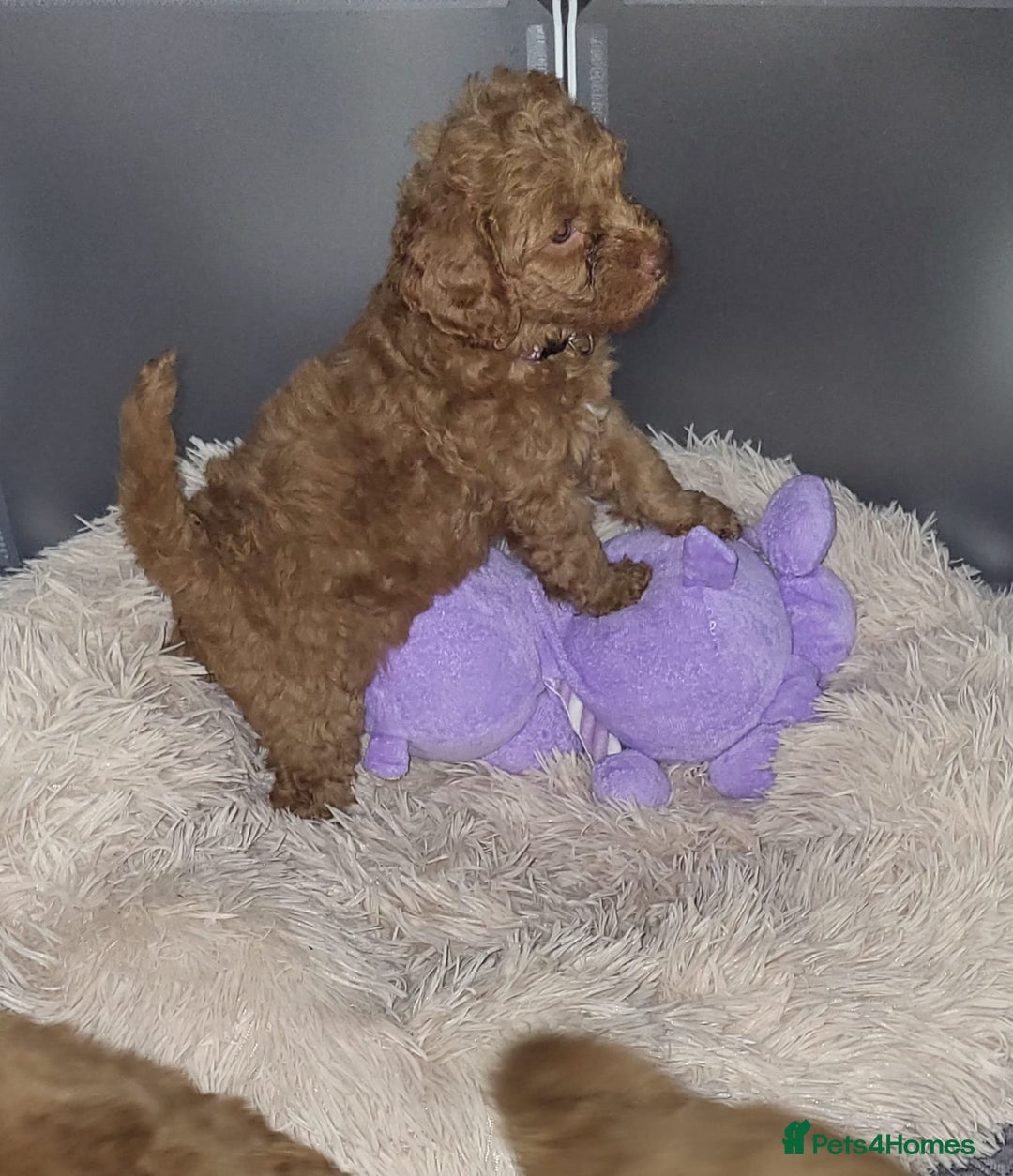 Cockapoo dogs for sale: Reduced!! Stunning F1B Toy Cockapoo Puppies  - Image 4